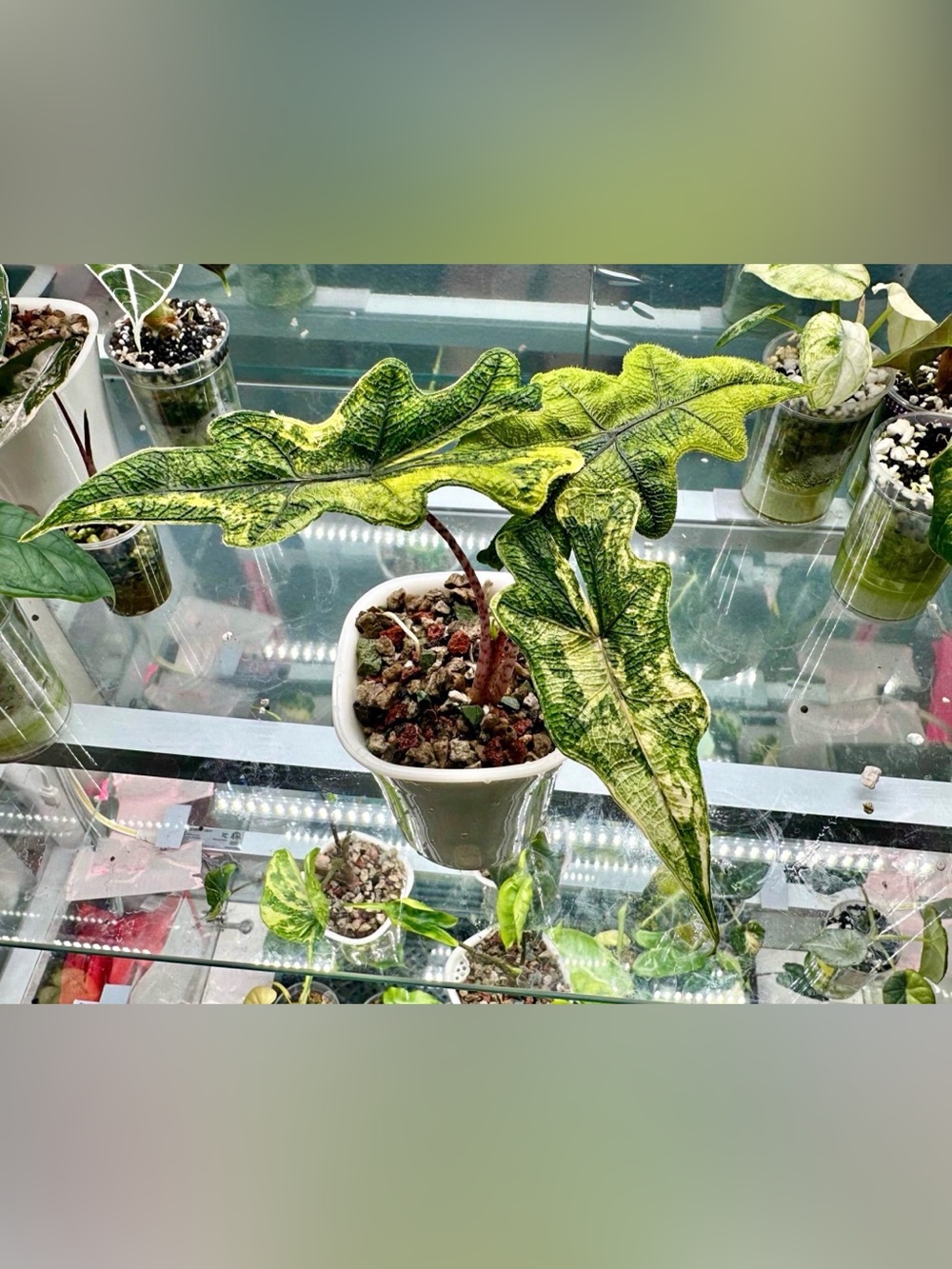 Alocasia Variegata Indoor Tropical Plant - 
Jacklyn Aurea